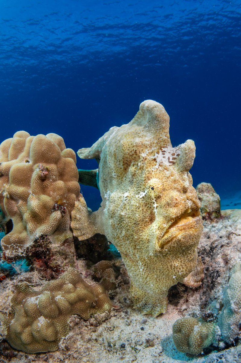 Two tips for photographing frogfish:

1. Try to get negative space (water) behind the frogfish so that it's easy to see the outline. Otherwise they blend in easily! 

2. Point your strobes in a little so the beams cross and reduce your power. This makes it easy to see the frown