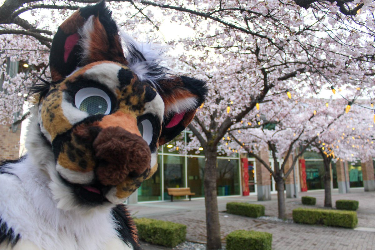 I love this time of year! #FursuitFriday #cherryblossom