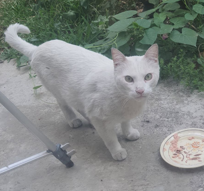 PM_Navegaciones's tweet photo. Ahora llegó este otro.
Lo capturé, se lo di al vet para que lo limpiara, desparasitara y vacunara, ya volvió y ya lo liberé. Ahí anda, paseando por el jardín.
Y (Santo) Tomás, cagado de susto 🫤 https://t.co/Wxi9MEYtkw