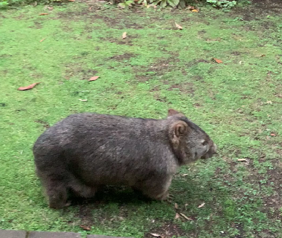 Wild Whiskers had a cunning plan. All she need was rabbit ears, a fluffy tail, fur bleach and all the carrots would be hers!! bewarethebunny