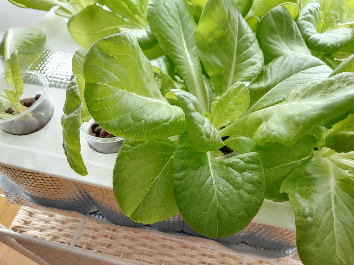 くた君喜んでくれるかな？と思って去年から家で野菜の水耕栽培を始めたんですが「ちょーだい！ちょーだい！」ってムシャムシャ食べてくれて嬉しい😊