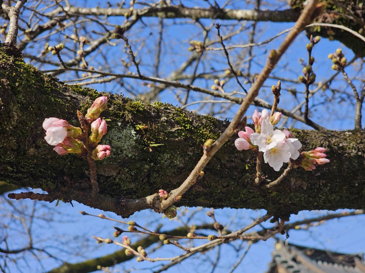 Taka86yk's tweet photo. 園庭の桜🌸が、やっと開花初めたよ(꒪ˊ꒳ˋ꒪)ꕤ*.ﾟ2024.3.30 https://t.co/1LYPjFZk4j