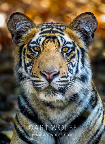 It's Tiger Friday! Head on over to Kickstarter and pledge for Remembering Tigers! A pledge for a book is a pledge for conservation: kck.st/3TVsdKz

#ExploreCreateInspire #CanonLegend #Endangeredspecies #ConservationPhotography @RemembrWildlife