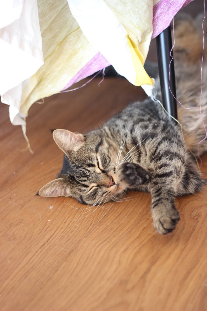 gerard_marcel's tweet photo. @MtcTanja Merci de me rendre mon chat maintenant ! 😉 https://t.co/XBJCzmPPi0