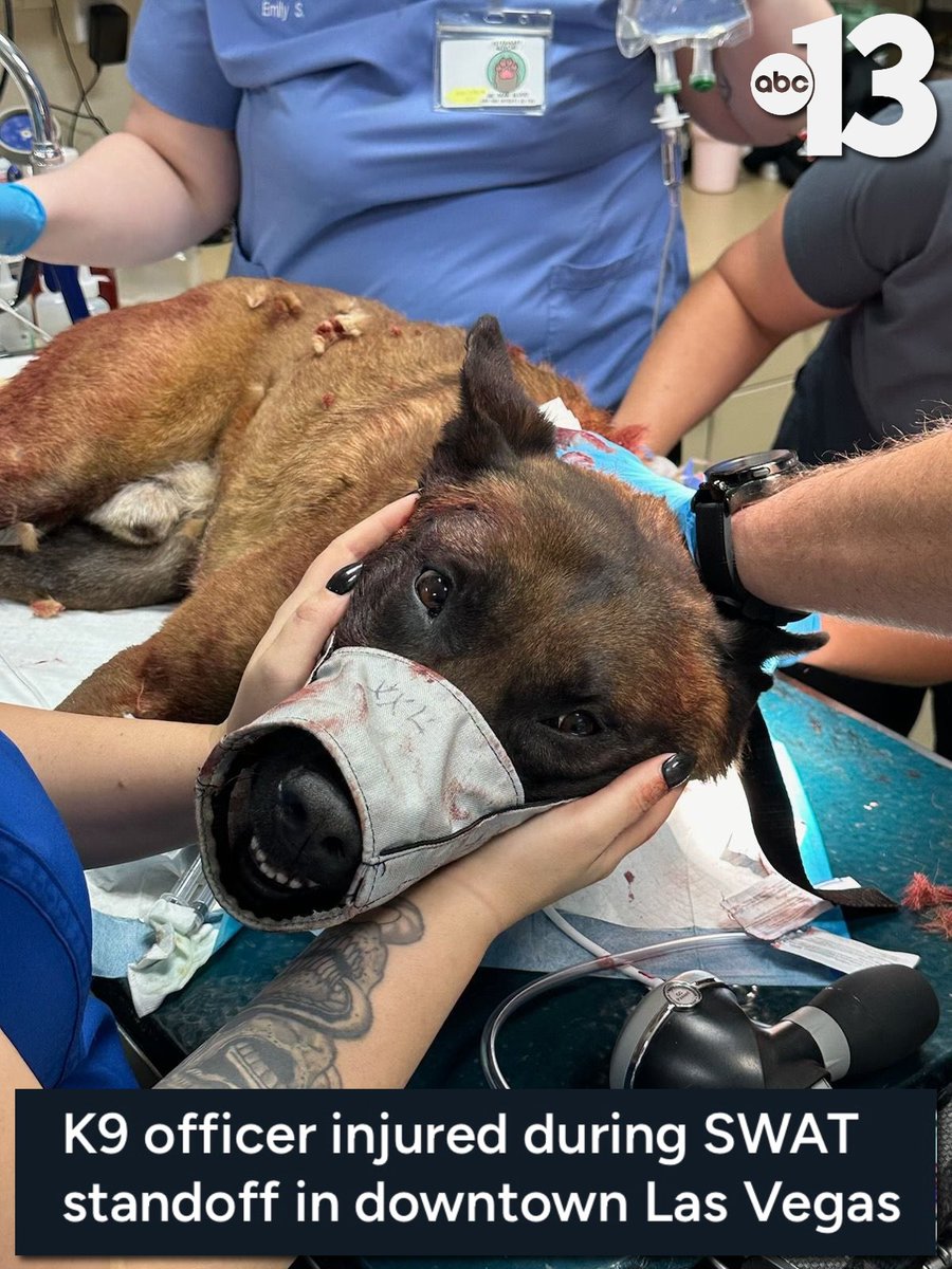 KTNV's tweet photo. Metro police are asking for prayers for K9 Enzo after he was stabbed multiple times during a SWAT standoff. 
--> https://t.co/pDUfuiWn2f https://t.co/rdGzBjgGyZ
