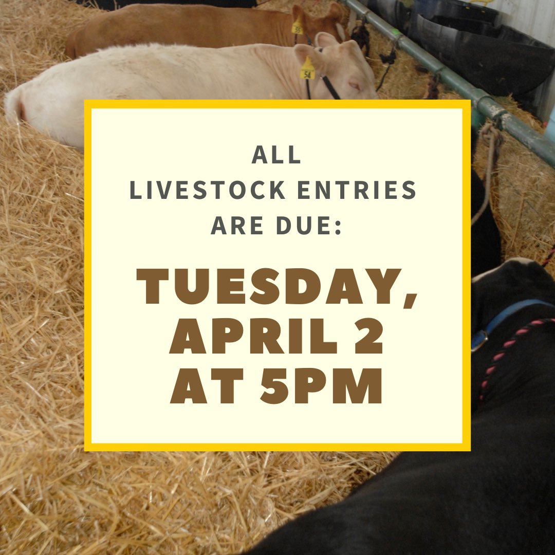 📢 Calling all LIVESTOCK EXHIBITORS! The deadline for entries is fast approaching!
 
The Youth Livestock Department requires ONLINE ENTRY ONLY. All livestock forms are available at sanmateocountyfair.com/fair-farm and must be submitted by the entry deadline of Tuesday, April 2, at 5pm.