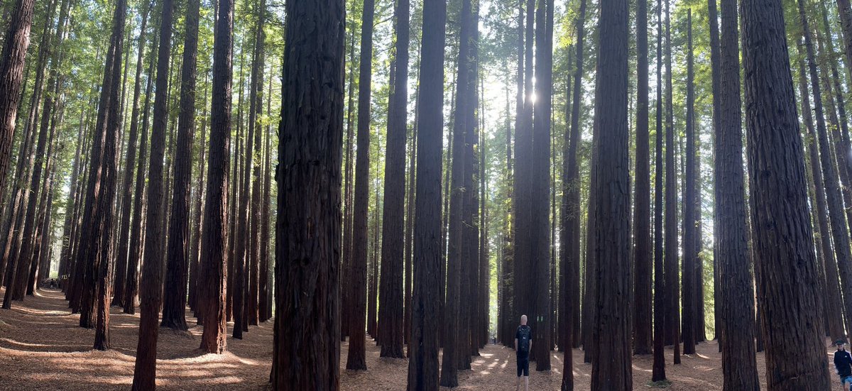 Forest bathing