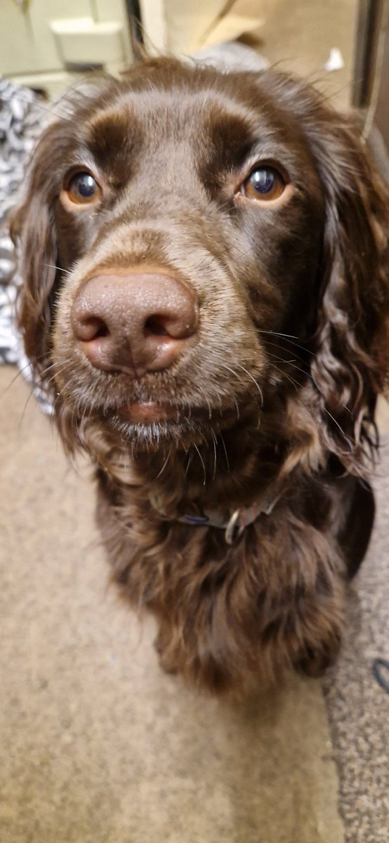 Always someone there to listen and that is why we ❤️ dogs #unconditional ❤️🌹🐶