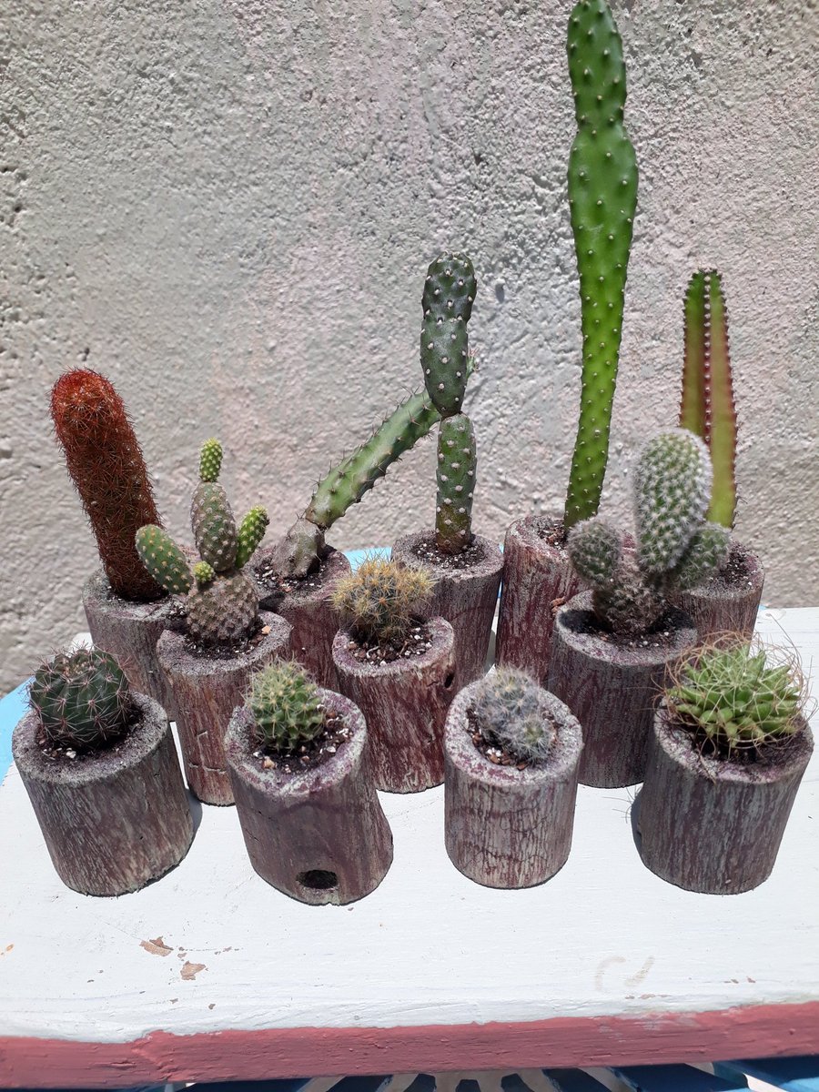 #tronco #minicactus