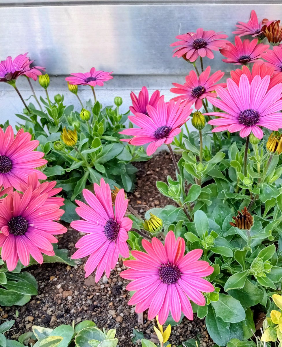 HSidefire175's tweet photo. おはようございます。
桜の開花が待ち遠しい日々。春の訪れ��共に、日本の美しい風景を今年も楽しめるのが嬉しい✨
週末、素敵な一日を💕 https://t.co/B1jLP2aoo6