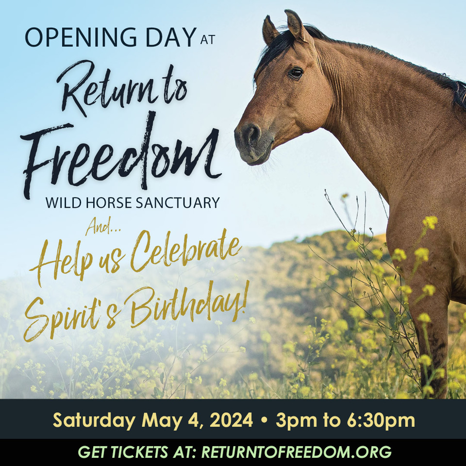 🎉Join us for the Opening Day of our wild horse and burro sanctuary's 2024 program season and Spirit’s 29th birthday! Register for this and other programs at returntofreedom.org/visit/ #horses