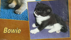 siriatsea's tweet image. vamo lá galera vocês são #teamchanges ou #teambowie