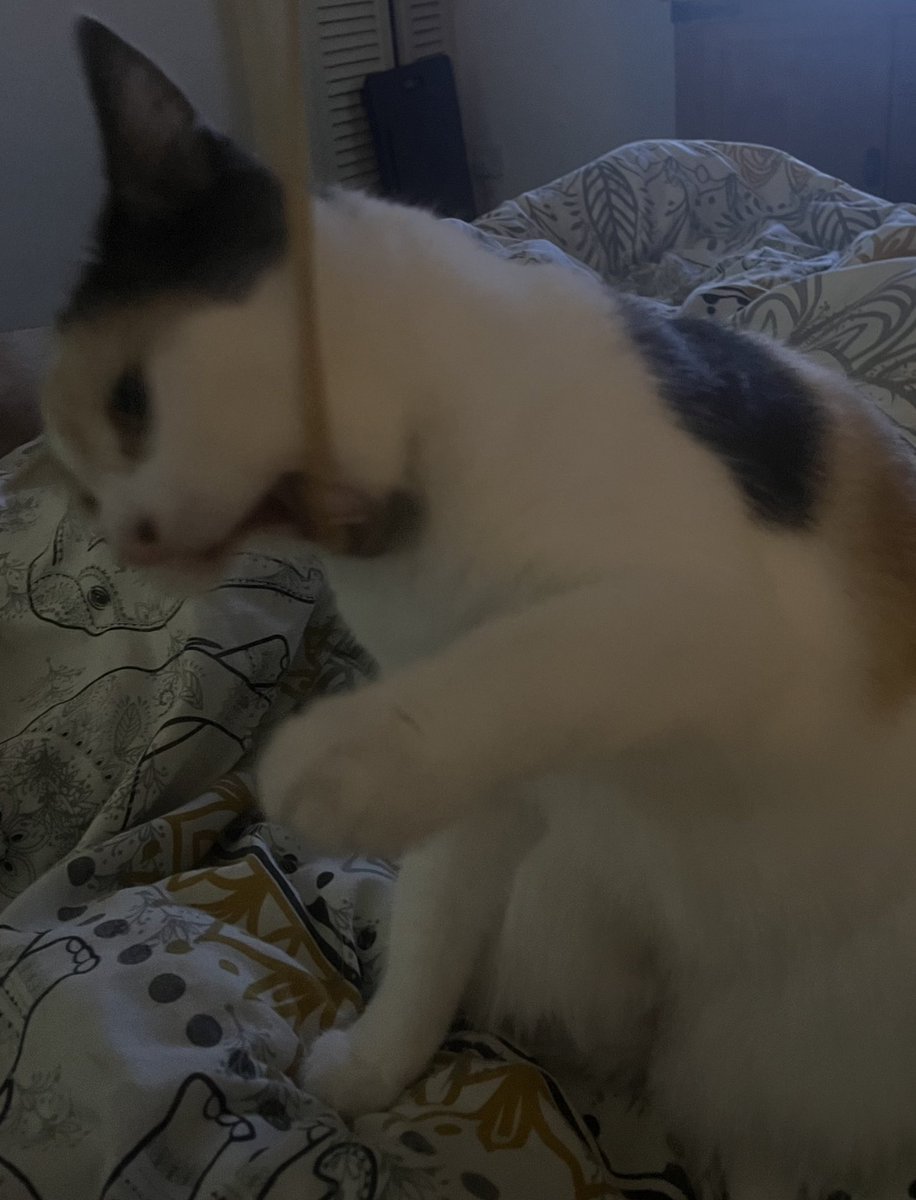 Jeb “The Super” Bush tweet media