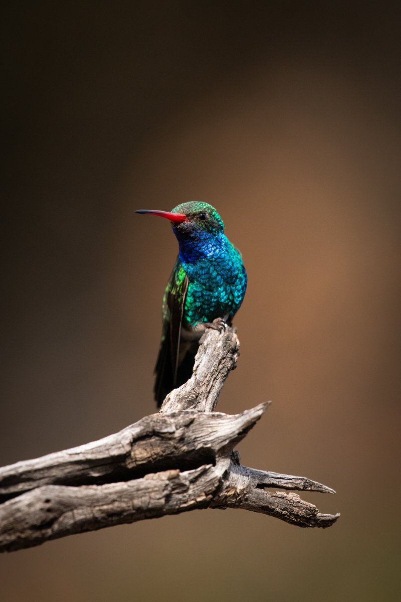 Broad-billed Hummingbird 

📷 Nikon D850
🔭 Nikon 200-500mm 5.6
📍 Madera Canyon

#birding #tucson #arizona