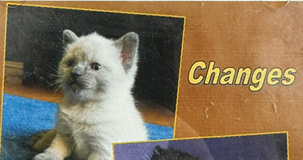 siriatsea's tweet image. vamo lá galera vocês são #teamchanges ou #teambowie