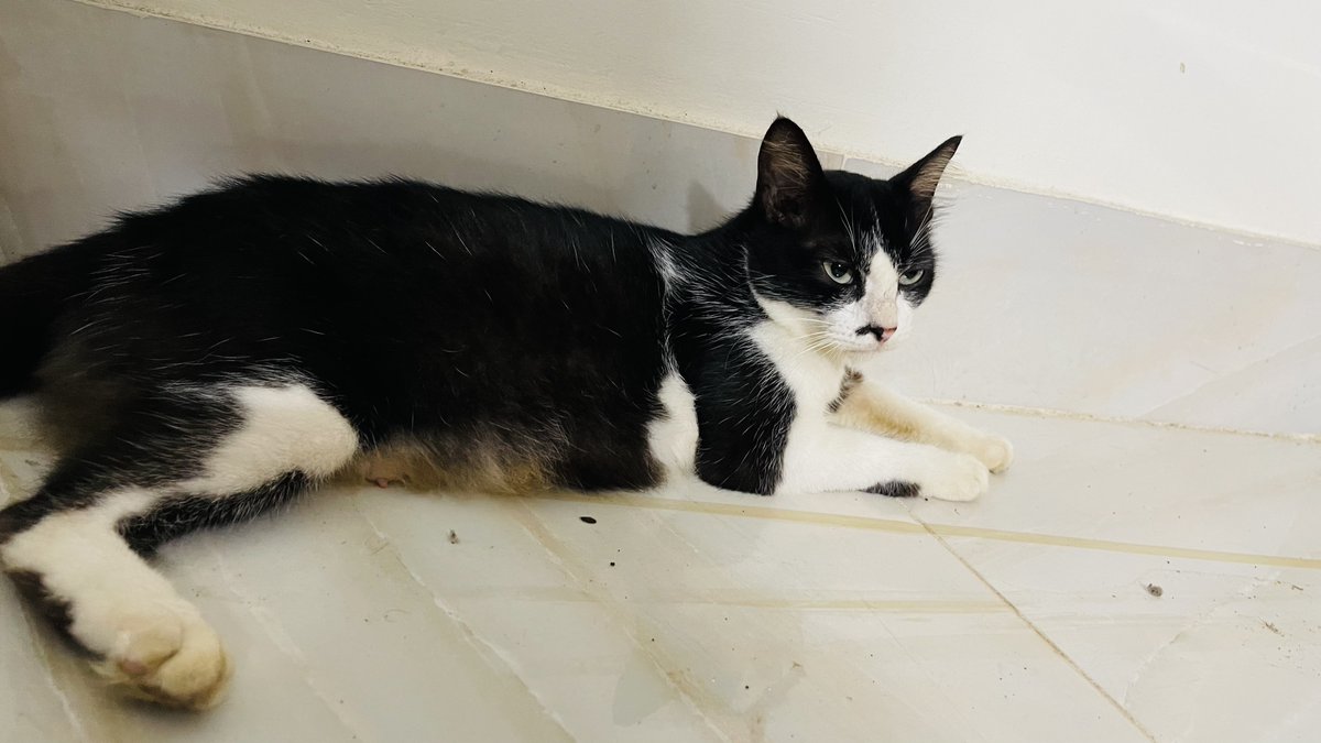 mycat_muezza's tweet photo. @sofiafirdous1 this is my cat Muezza 💕💕🥰🥰 https://t.co/jrZB1aQT1a