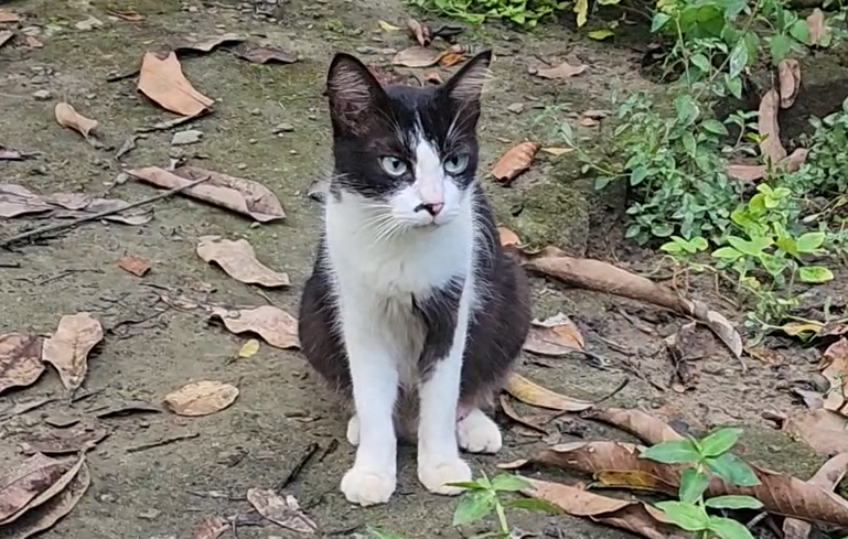 mycat_muezza's tweet photo. @GodysseyPodcast same color , same name.
my cat name also "Muezza" 🥰🥰🥰🥰💕💕💕💕 https://t.co/0bIZ2zSaRs