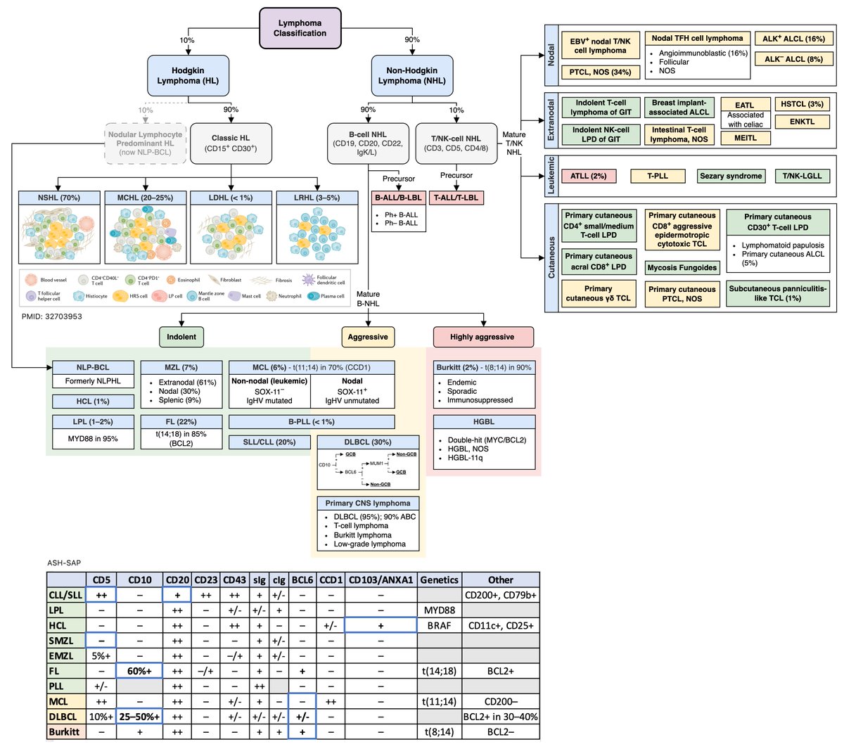 Matthew Ho (@matthewhomd) on Twitter photo Lymphoma Classification
Any suggestions/critiques?
<a href="/AaronGoodman33/">Aaron Goodman - “Papa Heme”</a> <a href="/nihardesai7/">𝗡𝗶𝗵𝗮𝗿 𝗗𝗲𝘀𝗮𝗶 MD, DM</a> <a href="/dgermain21/">David Russler-Germain, MD/PhD</a> <a href="/Eddie_Cliff/">Eddie Cliff</a> <a href="/CharlesMilrod/">Charles Milrod, MD</a> Lymphoma Classification
Any suggestions/critiques?
<a href="/AaronGoodman33/">Aaron Goodman - “Papa Heme”</a> <a href="/nihardesai7/">𝗡𝗶𝗵𝗮𝗿 𝗗𝗲𝘀𝗮𝗶 MD, DM</a> <a href="/dgermain21/">David Russler-Germain, MD/PhD</a> <a href="/Eddie_Cliff/">Eddie Cliff</a> <a href="/CharlesMilrod/">Charles Milrod, MD</a>