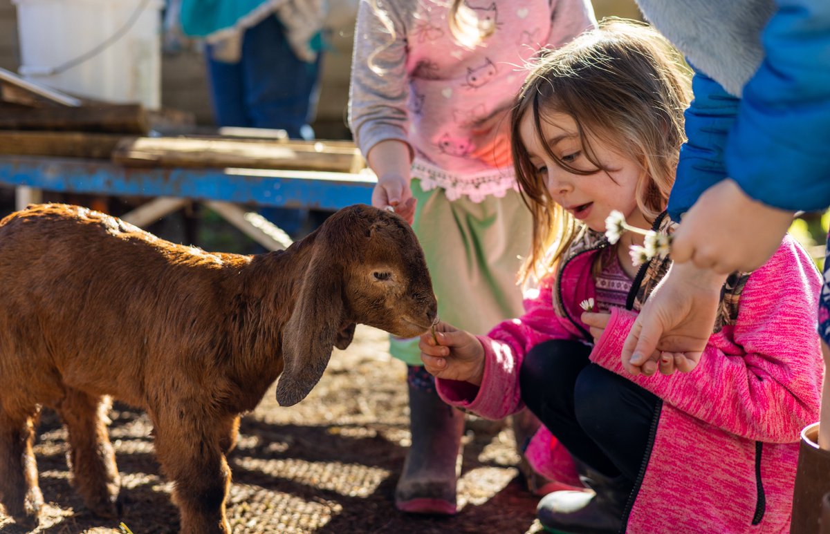 Our Benton County 4-H Oregon Cloverbuds had an amazing time learning about goats and pigs during their visit to a farm in Philomath on March 16, 2024. Learn more about the 4-H Cloverbuds program here: beav.es/csh.