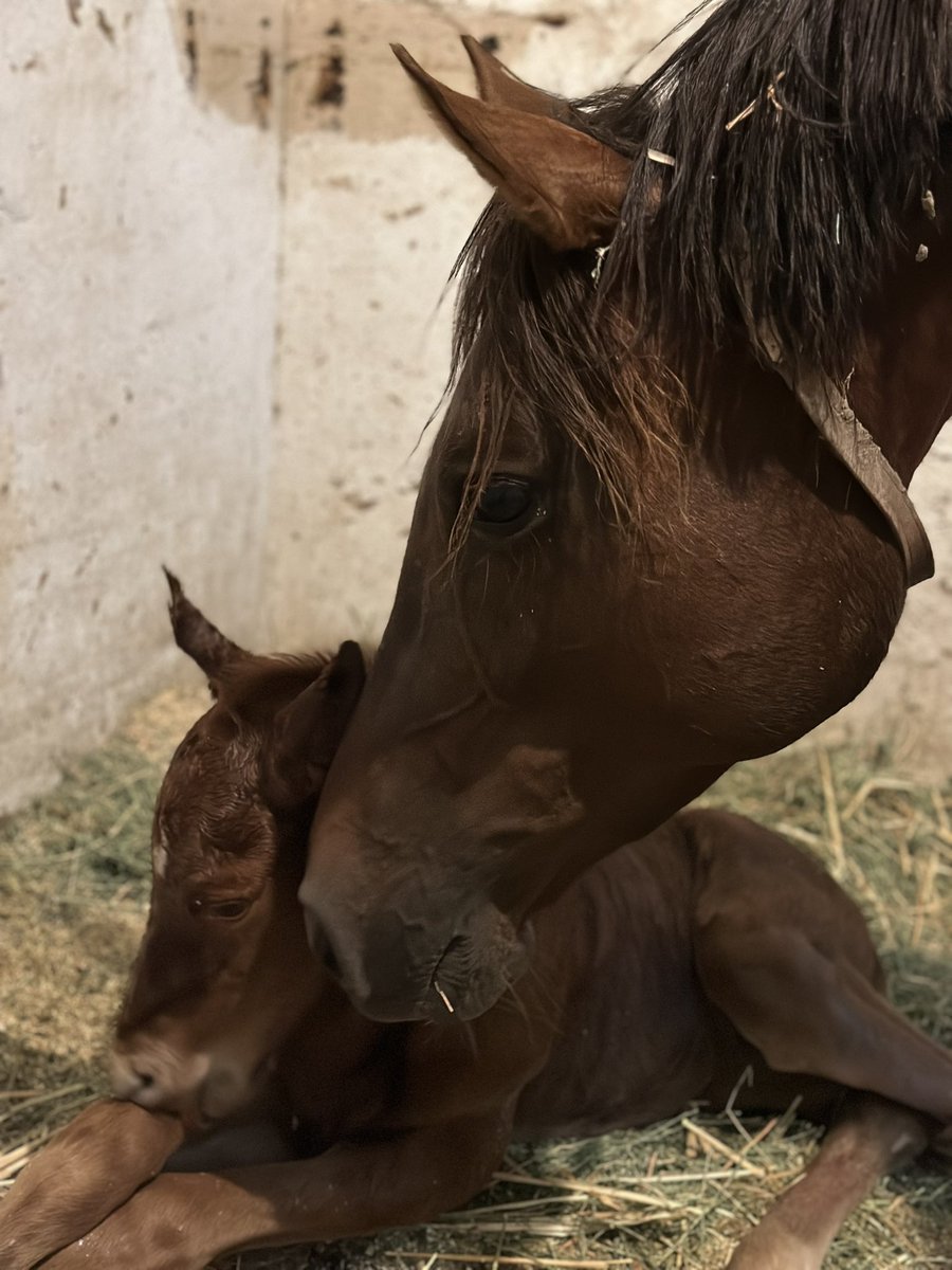 Welcome to Eclipse, lil fella!   This beautiful colt by Unusual Heatwave joined our herd Wednesday.