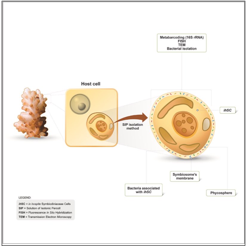 The final version of our paper about microbes associated with in hospite Symbiodiniaceae cells is out! Check it out! 
<a href="/peixotors/">Raquel Peixoto</a> <a href="/Camilaa_Messias/">Camila Messias</a> 

cell.com/iscience/pdf/S…