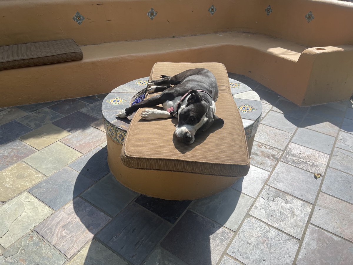 New Pit on a pit photo! Thought my outdoor cushion could dry in the Sun but, no, Ms. Charo thought it was sunbathing time! Pitbulls! ⁦@pitbullsad⁩ ⁦@PBRCtweets⁩ ⁦@PBRCtweets⁩ #Pitbulls