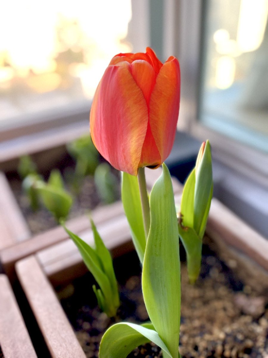 My first tulip of the year🌷 #tulip #GardeningX #balconygardening