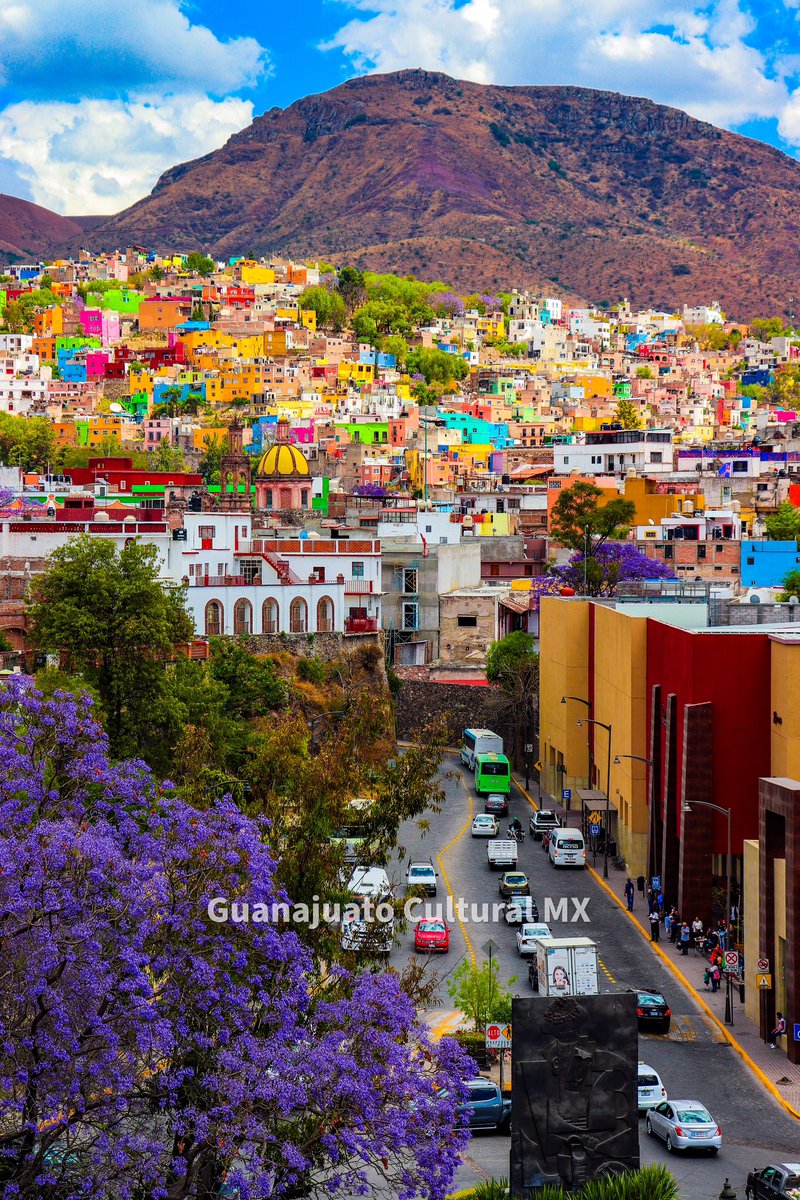 Jacarandas en Guanajuato. 😱😍