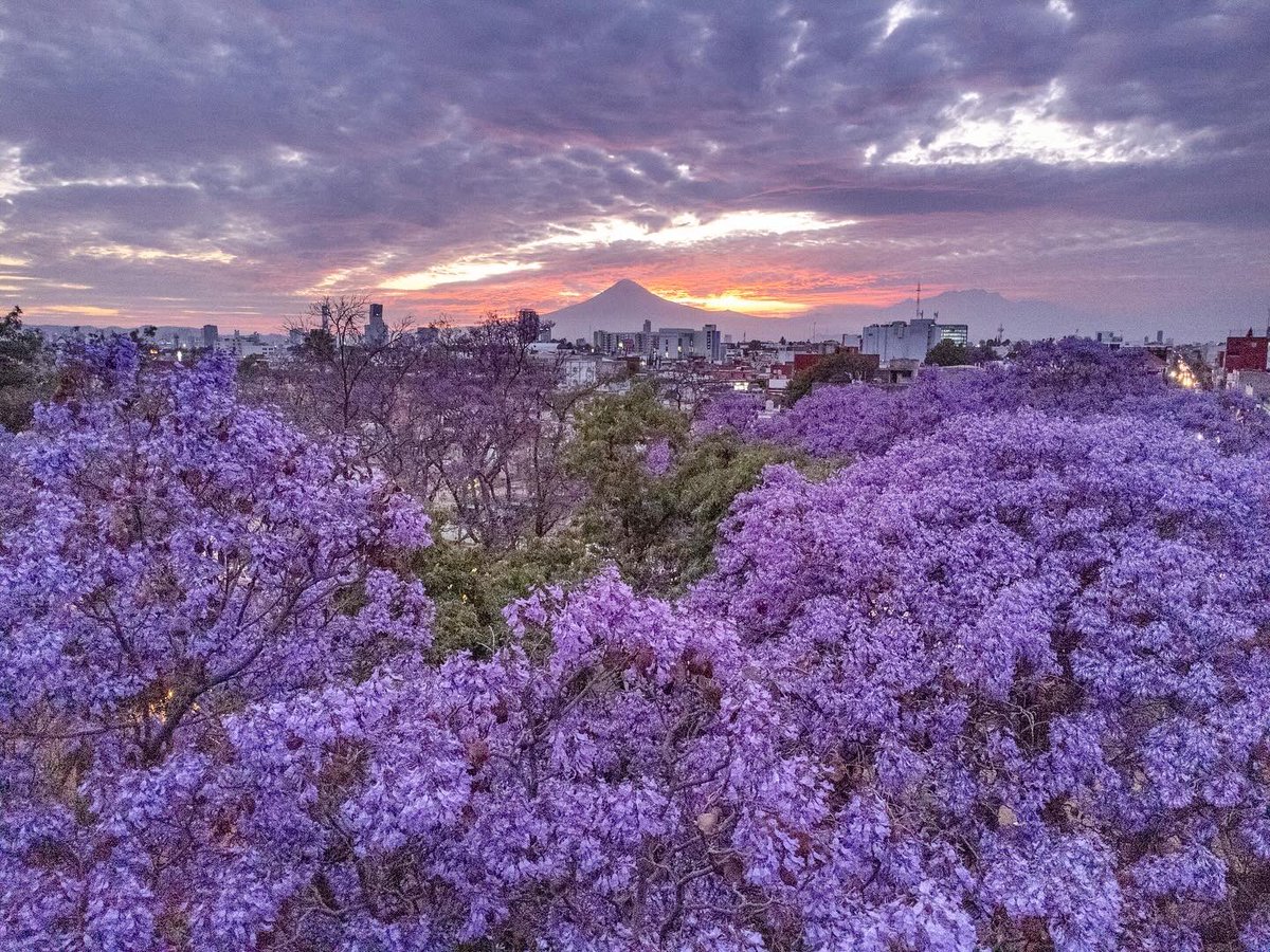 dannychazari's tweet photo. Jacarandas y Don Goyo de fondo. 💜📸

Puebla, 2024 https://t.co/PyRixx0uNz