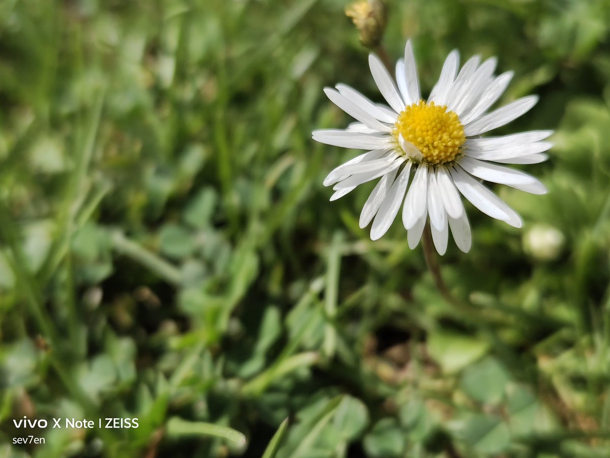 fabrizio_degni's tweet photo. I grabbed yesterday several pictures with the #vivoXNote: the color grading is greatz as natural as I seen with my eyes, but zoom especially was suffering of windy moments.
#vivo #camera #tech https://t.co/4K482BgHu6