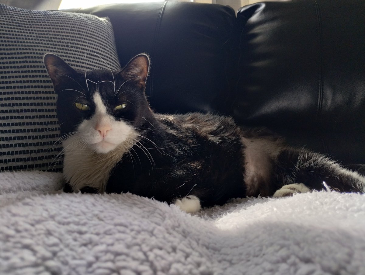 Meet Mr.Meowgi. I found out he has pancreatic cancer. It got me thinking if cats had bucket lists...what would they look like? I'm trying to think of every way possible to spoil him before his quality of life declines and I have to make a heart breaking choice. #CatsOfTwitter