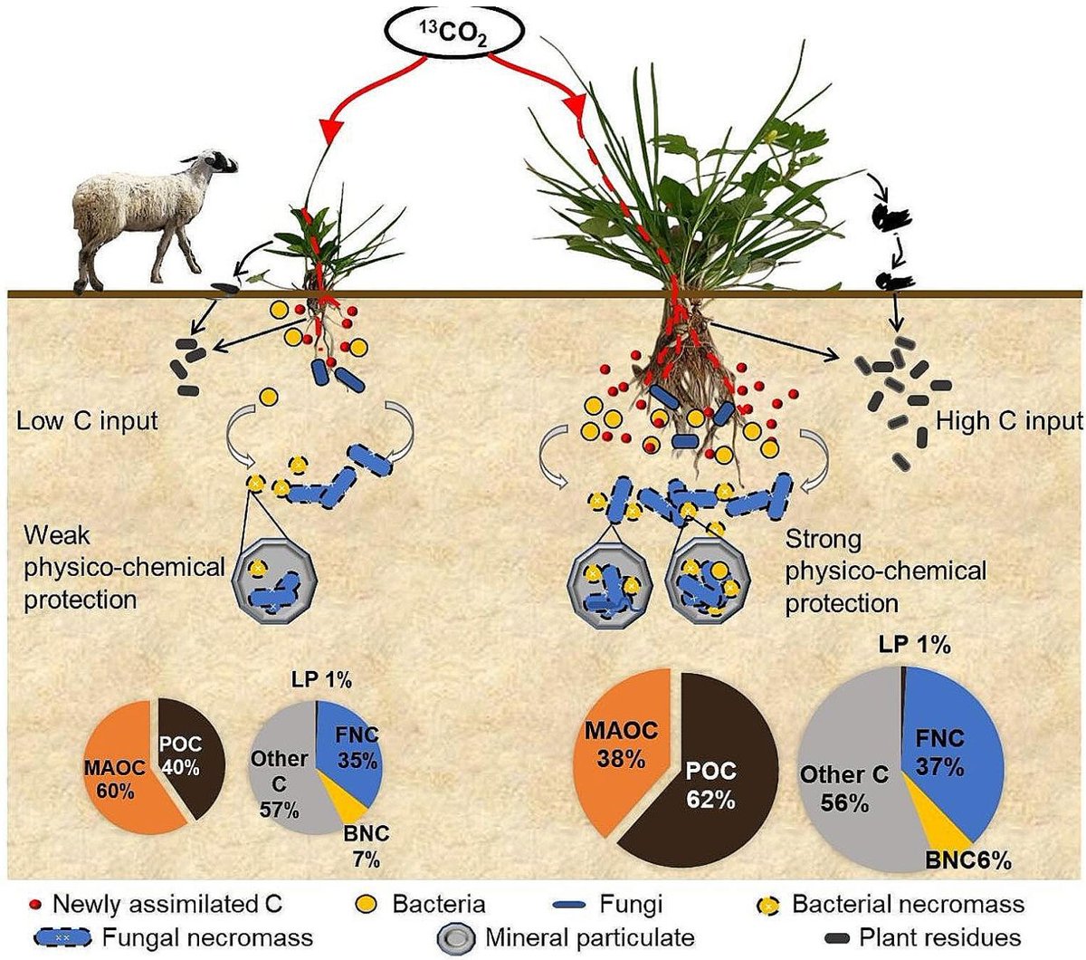 Finally in Biology & Fertility of Soils 🐑
Grazing exclusion increases #soil organic C through #microbialnecromass of root C
doi.org/10.1007/s00374…
Free: rdcu.be/dCXjK
#SoilOrganicMatter #grasslands #microbialbiomass #aminosugars #soilbacteria #soilfungi #13Clabeling