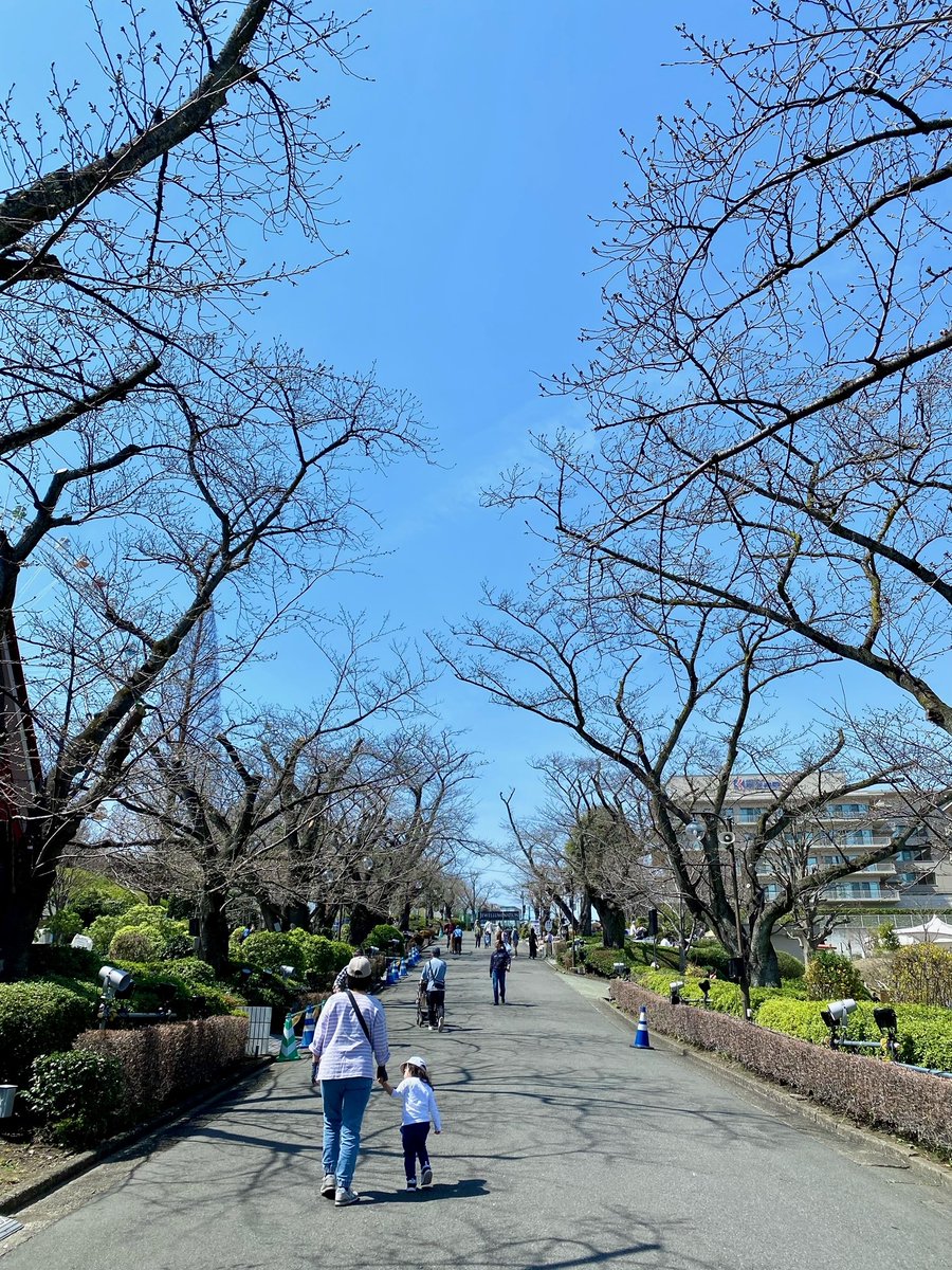 🌸開花宣言🌸 よみうりランドの桜も開花しました！ 桜並木はもう少しのようですが、今日はぽかぽか陽気なので、これからどんどん咲いていきそうですよ💓 #よみうりランド桜情報 #よみうりランド