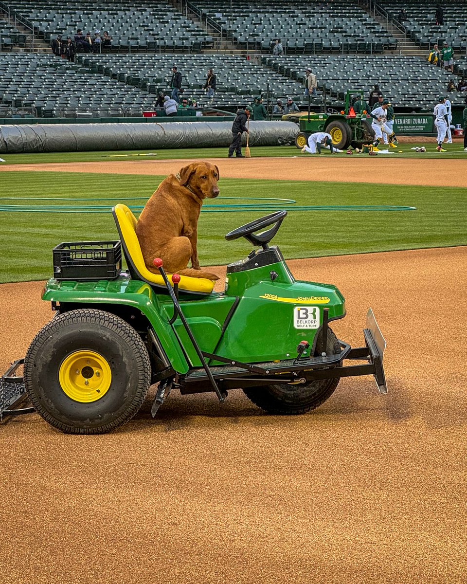 The new landscaper is a little ruff.