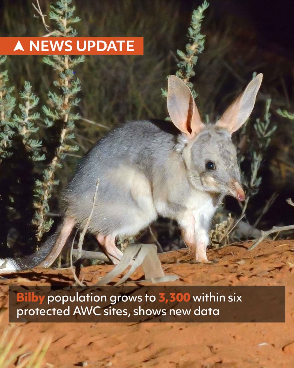 A census by @awconservancy shows the population of bilbies across their network of protected sites has boomed to over 3300 individuals. There is still plenty to do to save this vulnerable species; learn more about bilbies and the efforts to protect them: ausgeo.co/greaterbilby