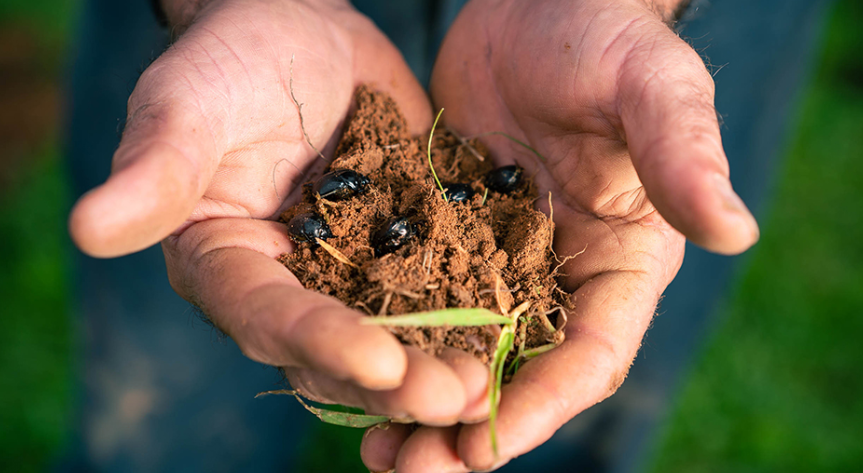 RegenWa's tweet image. Have a read about this interesting research from UWA on the benefits of Dung Beetles on plant growth! 🌱

uwa.edu.au/news/article/2…

#regenag #biologicalfarming #soilhealth #sustainableag #naturalcapital #ecology #ecosystemservices #biodiversity
