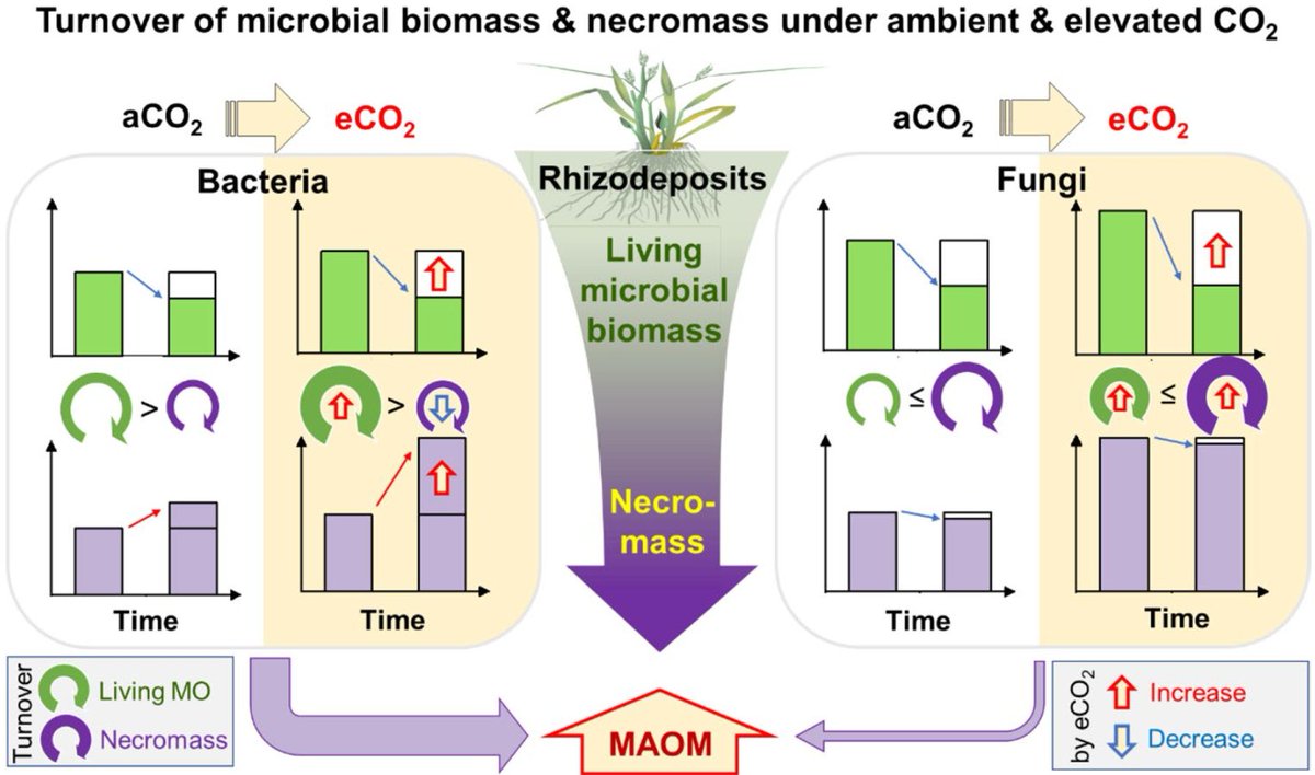 Bacterial #necromass determines mineral‑associated organic matter under elevated CO2💥
doi.org/10.1007/s00374…
in Biology and Fertility of Soils
Free: rdcu.be/dCXnT
#soil #CO2 #GlobalChange #nitrogen #aminosugars #MicrobialNecromass #soilbacteria #soilfungi #13Clabeling