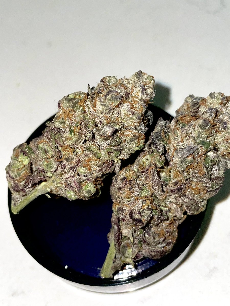 terphuntersla's tweet image. Wild Thornberries 🗺️🫐(Lemon Cherry Gelato x Zoap)
Cultivated by #grandifloragenetics