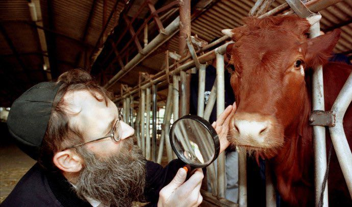 O mundo está em convulsão por causa de uma vaca vermelha. E você também deveria estar preocupado com isso. 

Não se trata de crença pessoal. Não importa no que você crê. Importa o que os atores envolvidos no problema acreditam. As consequências serão as mesmas para todos 🧵