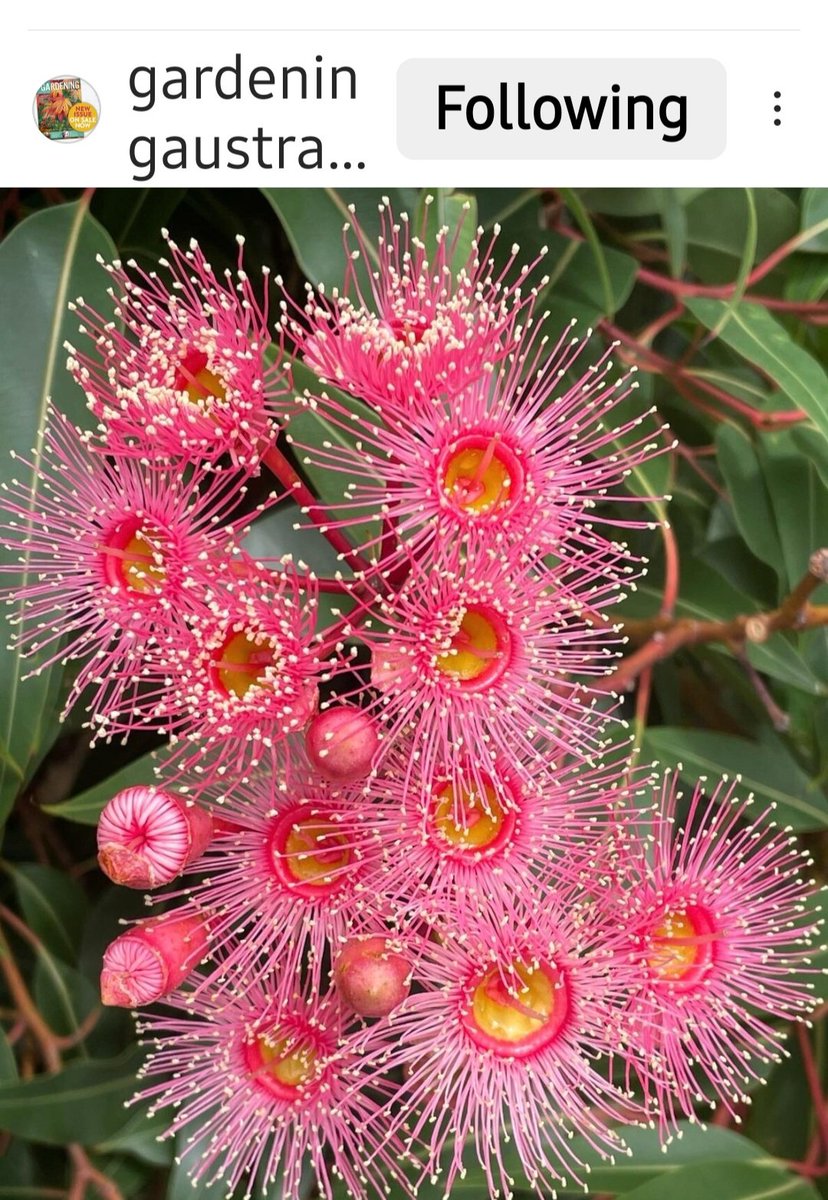 Meet the 2024 Eucalypt of the year
Such an important species for wildlife