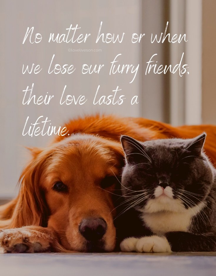 #healingpurrspawty 🕊🌈