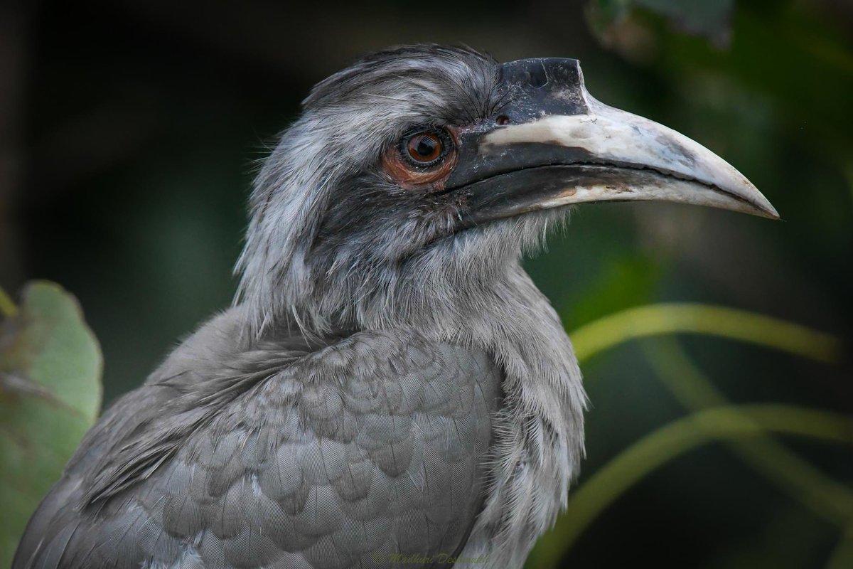 Indian Grey Hornbill
The longest bill seen from my window 😃
At Vile Parle East, Mumbai
July 2023
#WindowShot
#IndiAves #ThePhotoHour