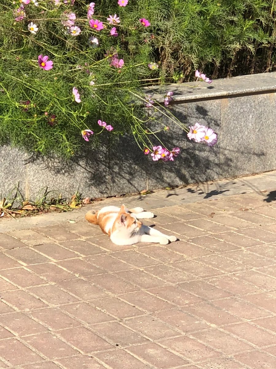 abhijeetnishra2's tweet image. Kittens don&apos;t have any worries