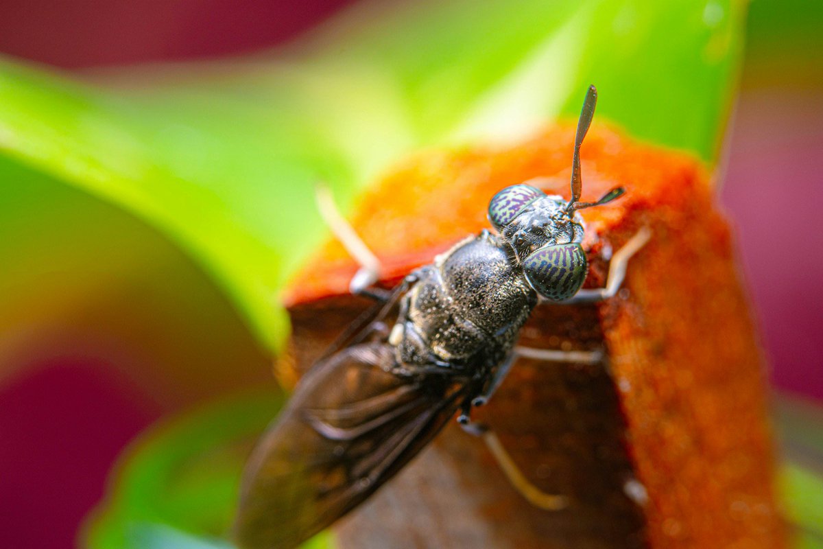 Women in Côte d’Ivoire are turning fly larvae into animal feed &amp; fertiliser, in an <a href="/FAO/">Food and Agriculture Organization</a> @AbidjanAutonome &amp; BioAni circular #bioeconomy project. 
FAO’s <a href="/LNeretin/">Lev Neretin</a> explains: 

rebrand.ly/249d2d

#CircularEconomyCampaign2024  <a href="/MediaplanetUK/">Mediaplanet UKIE</a>  #ClimateActionNow