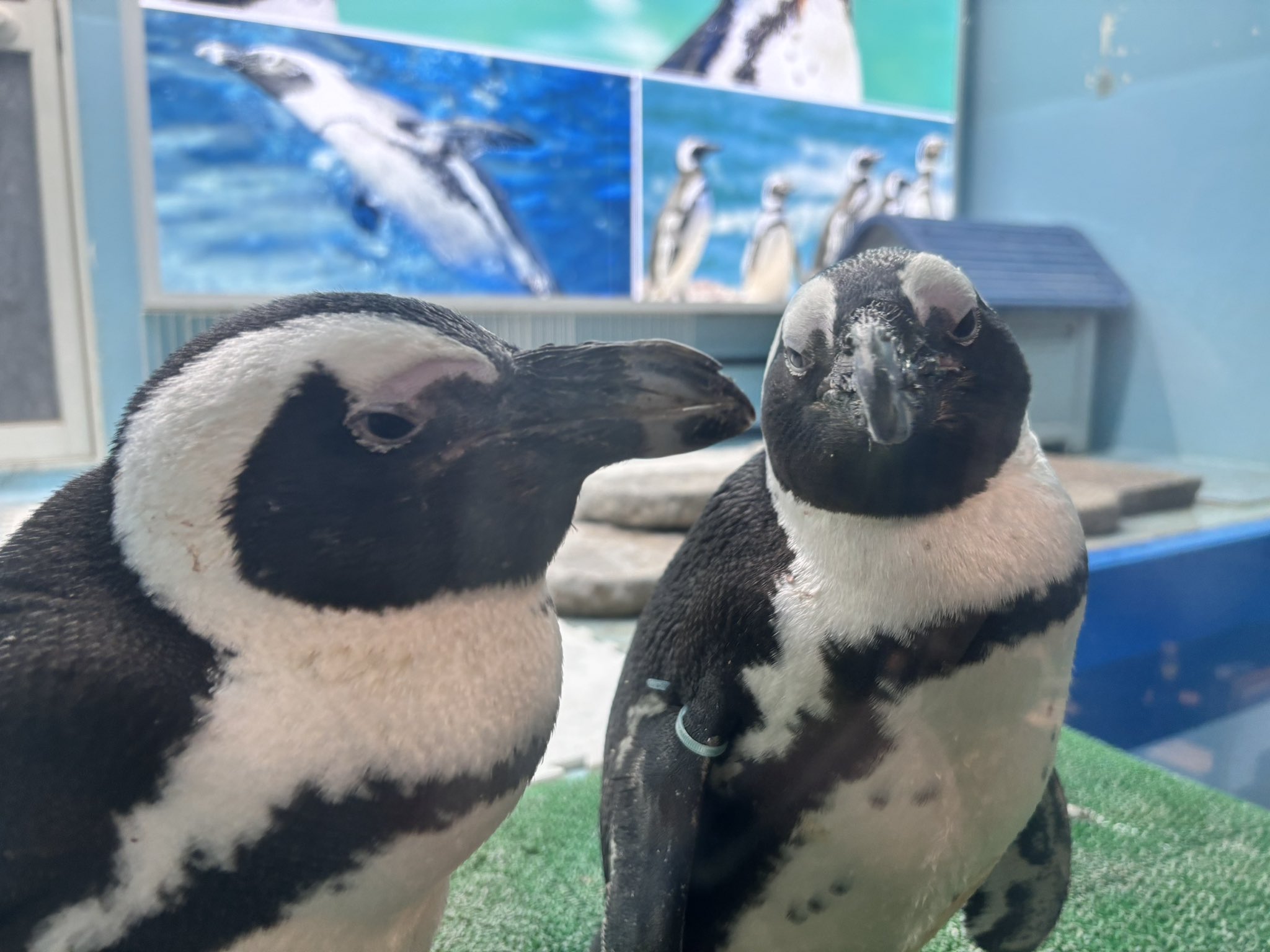 池袋のペンギン 東京動物園 ＜ペンギンのいるBAR 池袋＞ | puzzle inc.