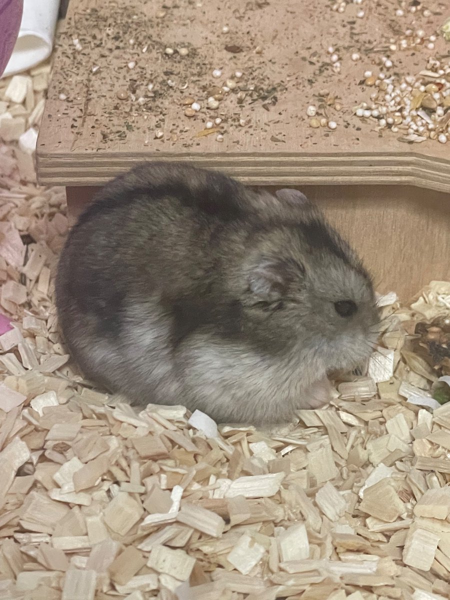 토실햇던 햄찌의 모습…