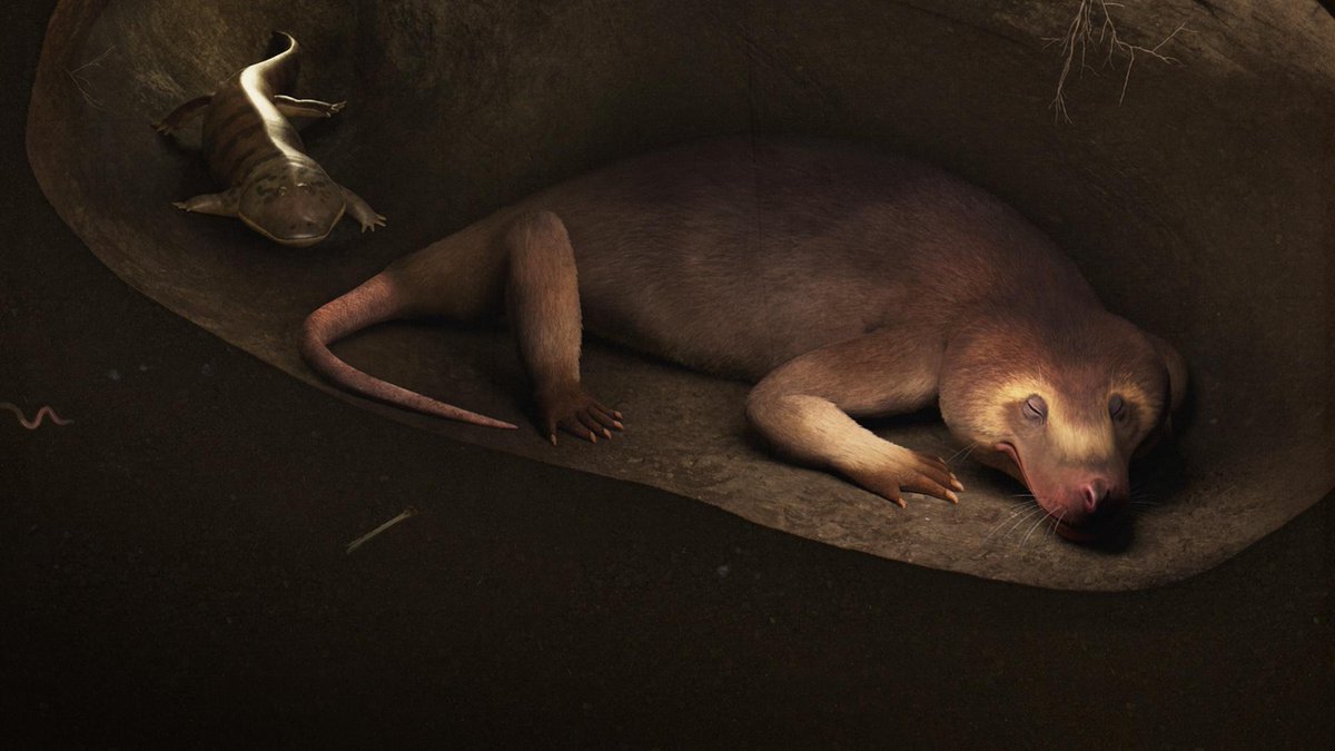 platypupu's tweet image. 트라이아스기 초기의 단궁류인 트리낙소돈과 양서류 브로오미스테가 함께 있는 화석이 발견된 적이 있다.
화석에 남은 흔적은 적어도 트리낙소돈이 미끌거리는 방문객을 적대하지 않았음을 보여준다.
이유는 알수 없지만,
둘은 함께 있었고 함께 잠들었다. 영원히.