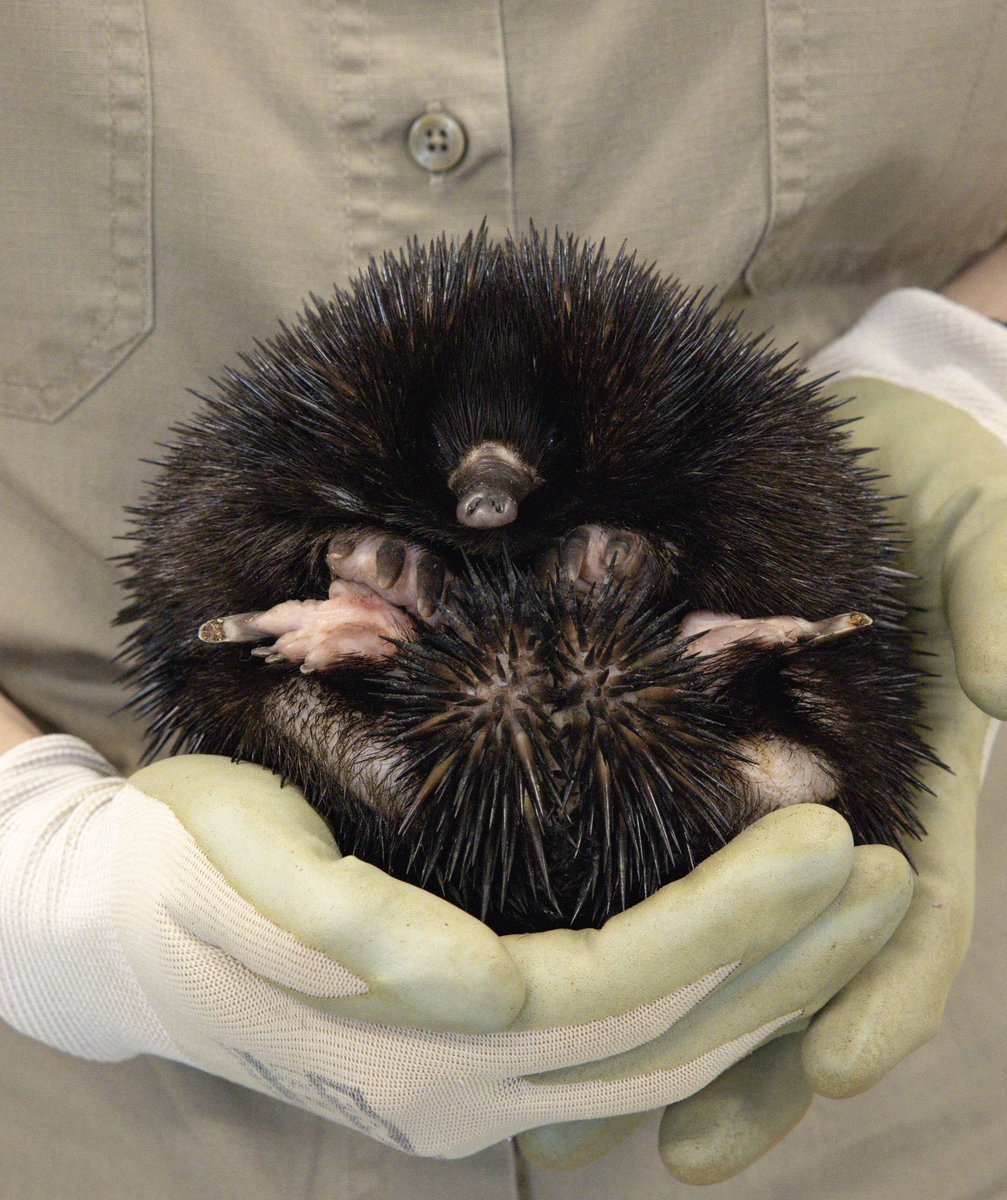 The Easter bunny is known for leaving eggs, but did you know Australia has its very own egg laying mammal? This sweet wild echidna is getting love and care at the Australia Zoo Wildlife Hospital💕 We reckon “Easter Echidna” has a nice ring to it😊