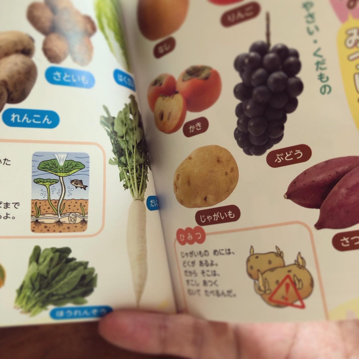 がっけん つながるえほん なんで？4月号の付録「はっけん！ずかん はる」と「なんで？ずかん」に、体の仕組みや植物についての挿絵をいくつか描きました。🦴🪴