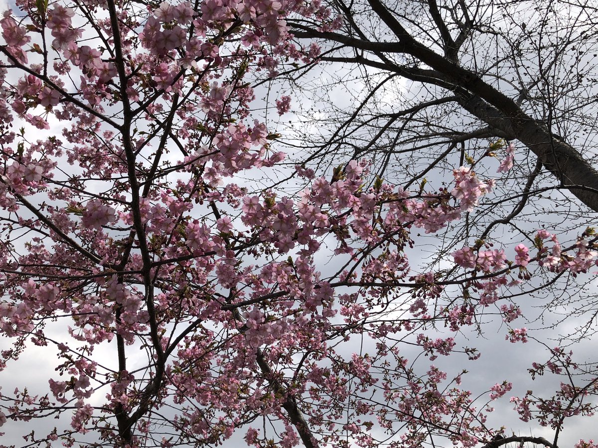 「今日はおやすみ〜。近所の早咲きの桜はもう見頃ですね遠目に見える街中の方が若干黄色」|葉月七夜のイラスト